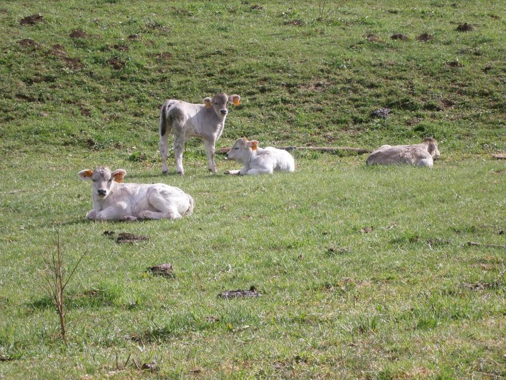 Turisme Rural Lo Palle De Cal Bosch Llagunes Экстерьер фото
